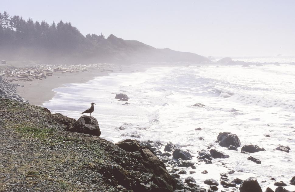 Free Image of Shore Bird 