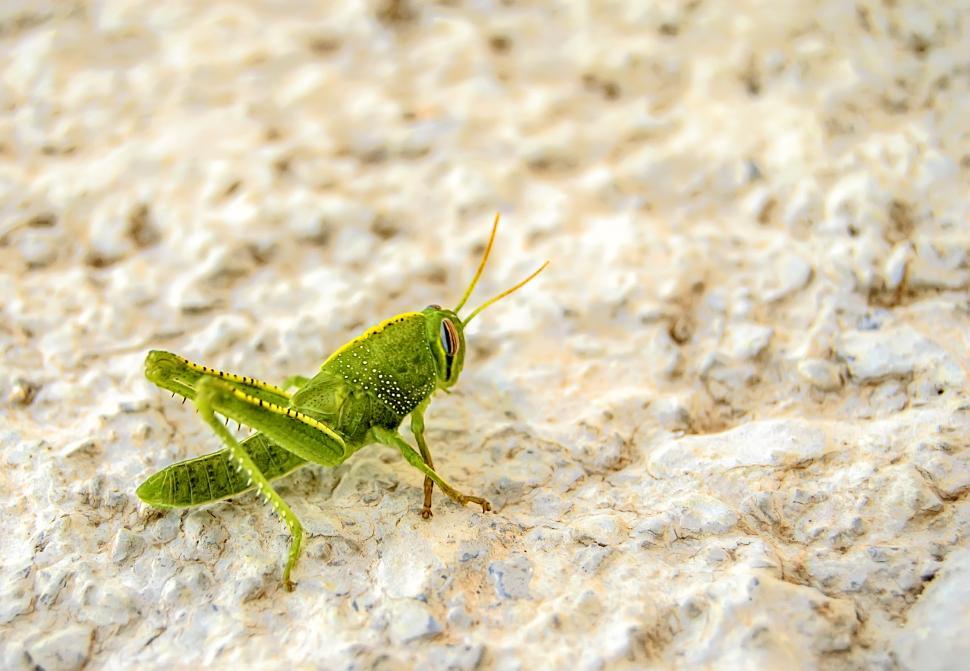 Free Image of Bright Green Grasshopper 