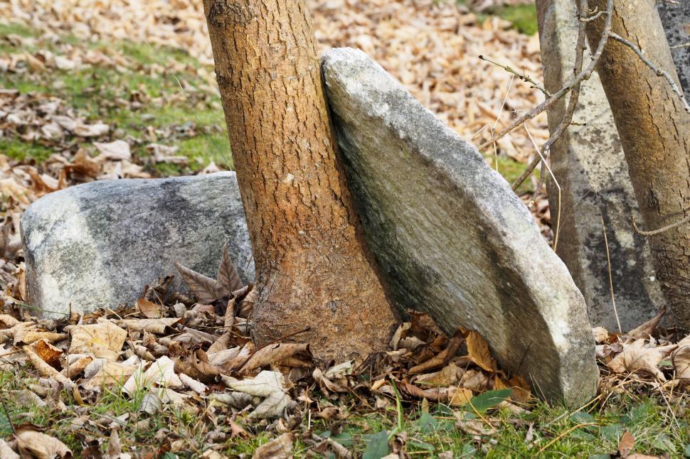 Free Image of Abandoned Headstone and Trees 