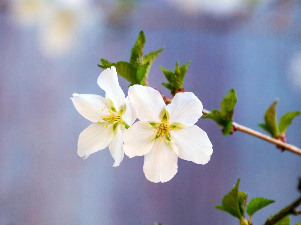 Free Image of Two White Crab Apple Flowers 