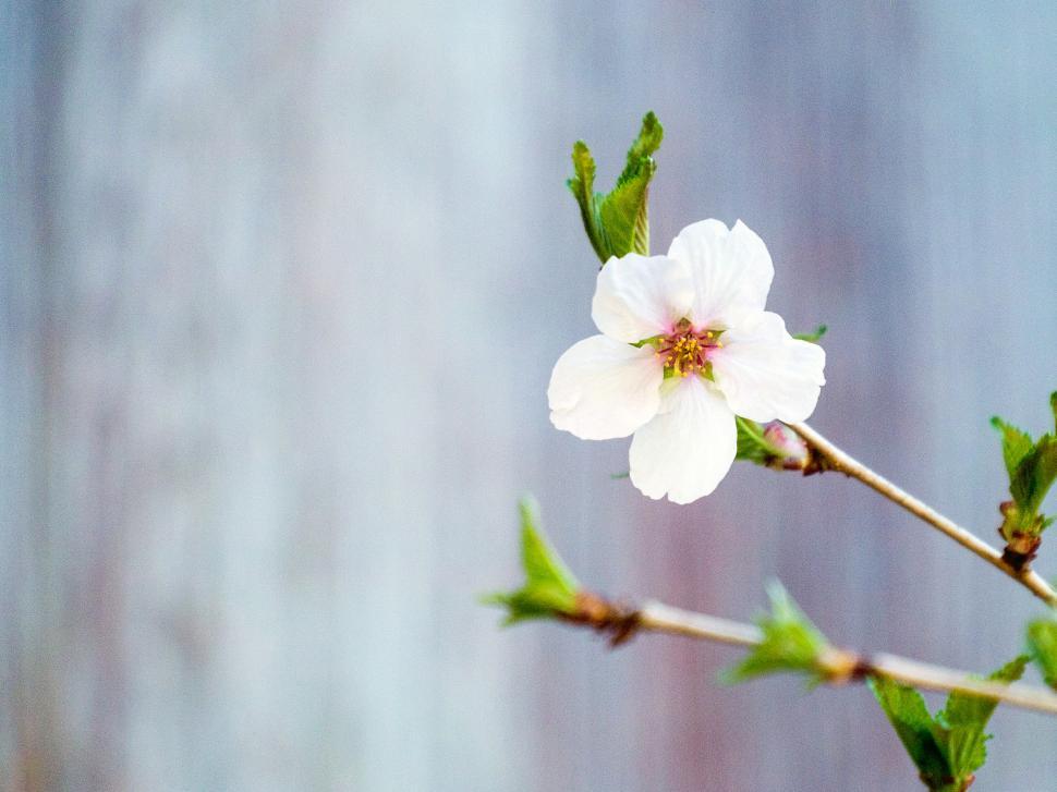 Free Image of Single Crab Apple Flower 