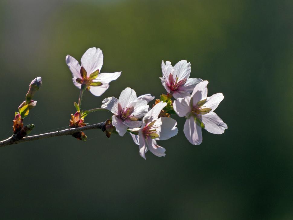 Free Image of Crab Apple Flowers 