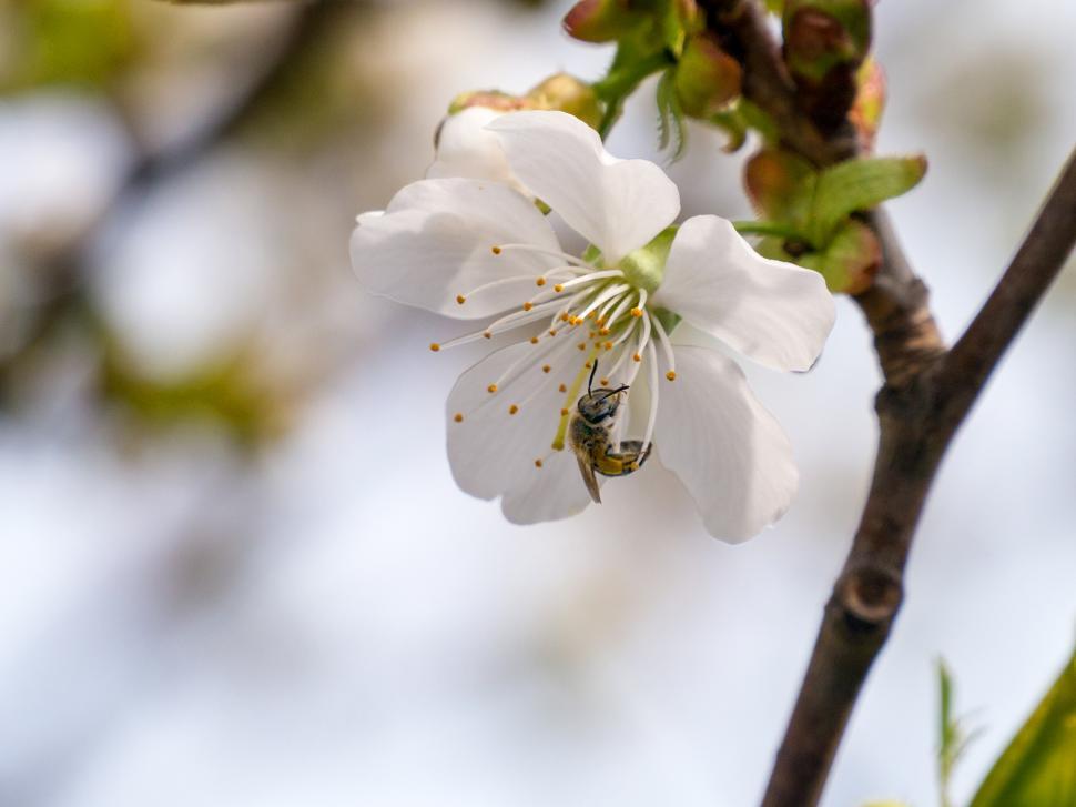 Free Image of Crab Apple Flowers and Bee 