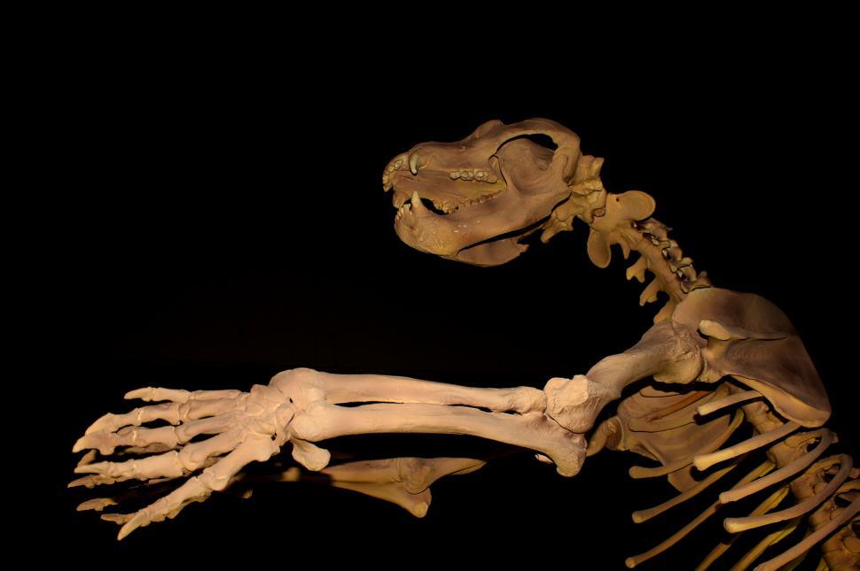 Free Image of Giant Cave Bear - Extinct Megafauna 