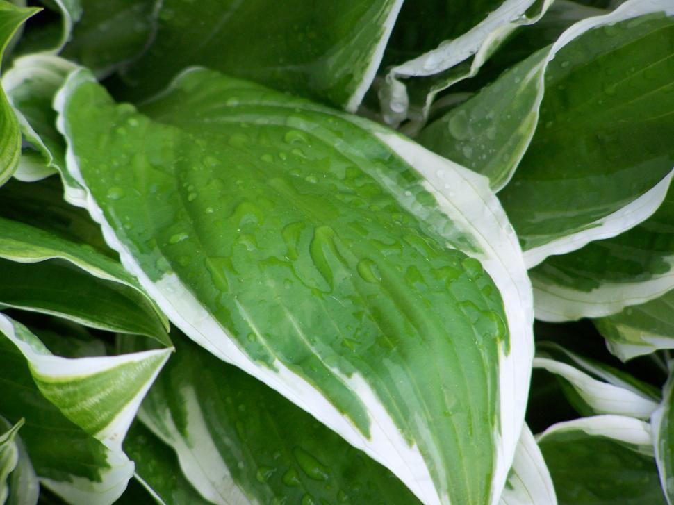 Free Image of Plant 