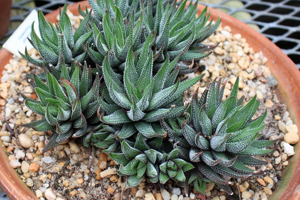 Free Image of Haworthia Attenuata Succulent Plant in Gravel Soil 