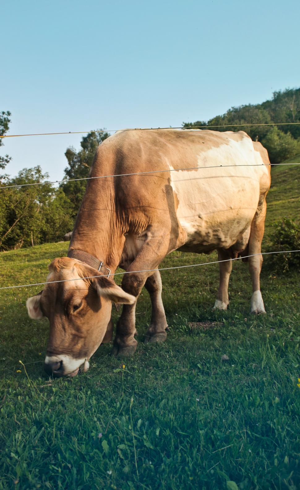 Free Image of Cow grazing on pasture 
