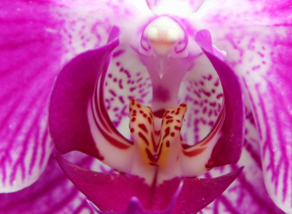 Free Image of Pink Moth Orchid Closeup 