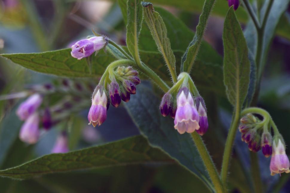 Free Image of Symphytum officinale Common Comfrey - Group of Blooms 
