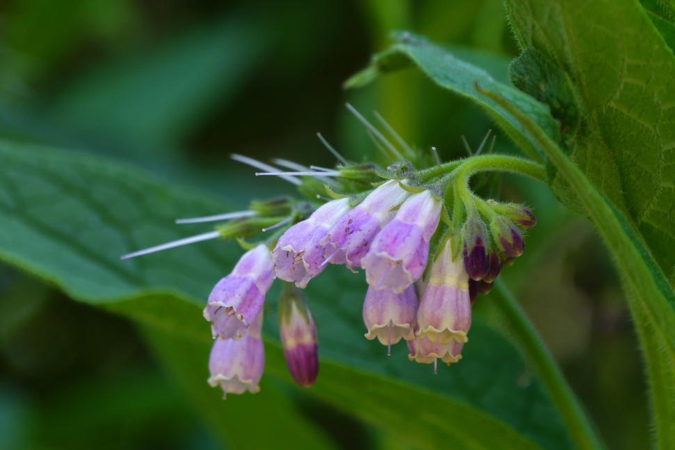 Free Image of Symphytum officinale Common Comfrey 