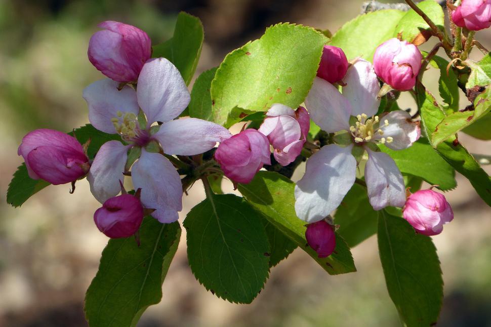 Free Image of Crab Apple Flowers - Pink Blooms 