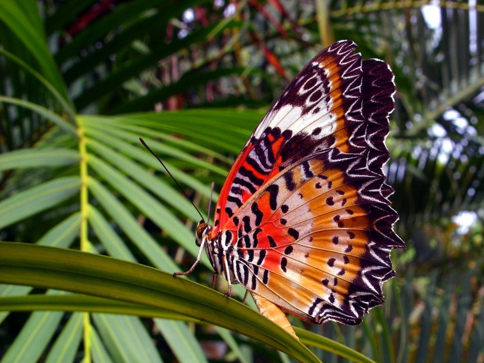 Free Image of Orange Lacewing Butterfly 