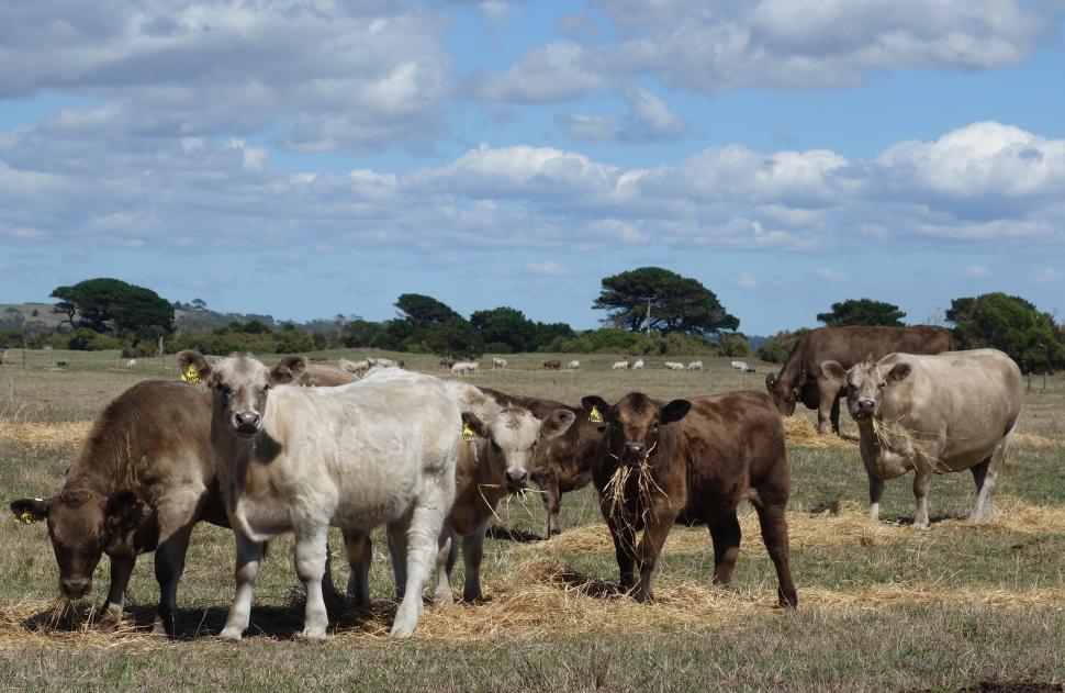 Free Image of Murray Grey Cows  