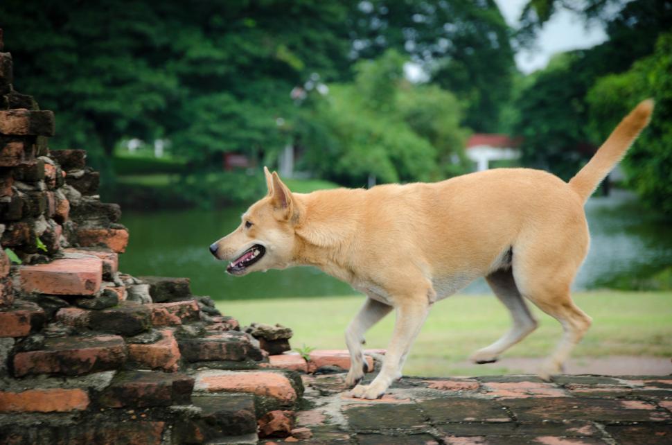 Free Image of Brown Dog  