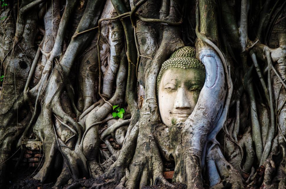 Free Image of Buddha Statue Overgrown by Tree Roots 