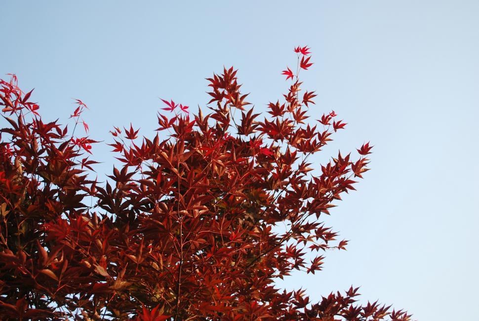 Free Image of Maple leaves 