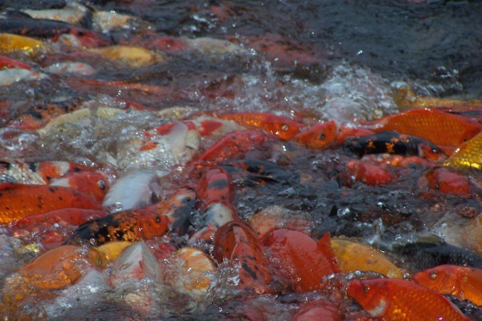 Free Image of Koi Carp Feeding 