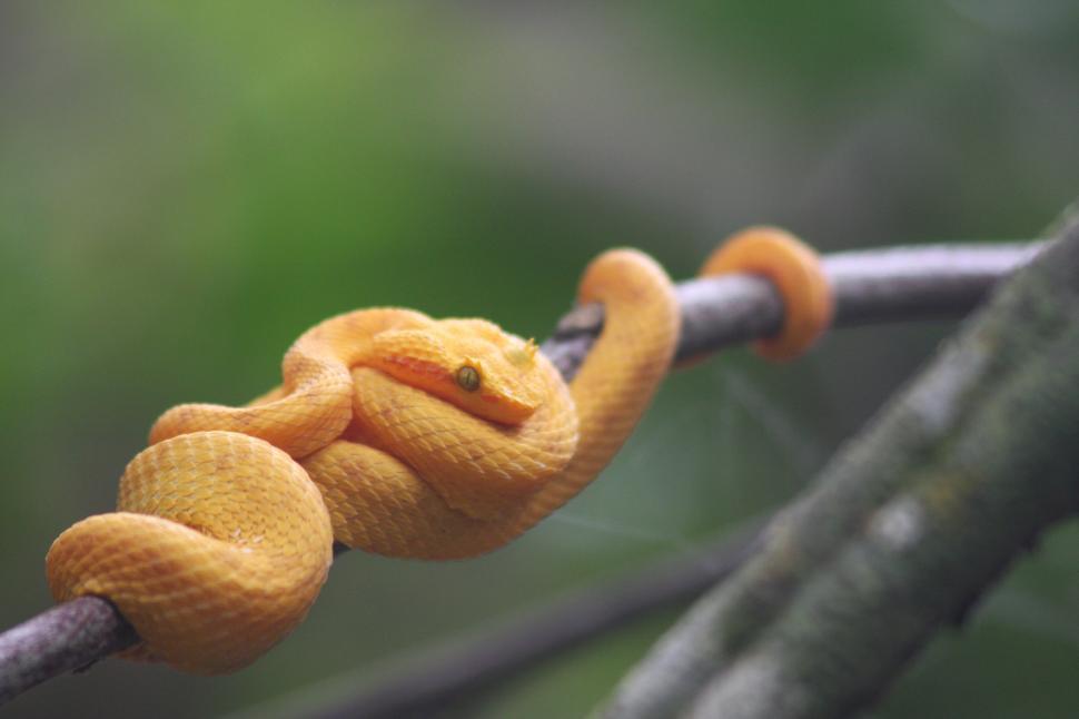 Free Image of eyelash viper 