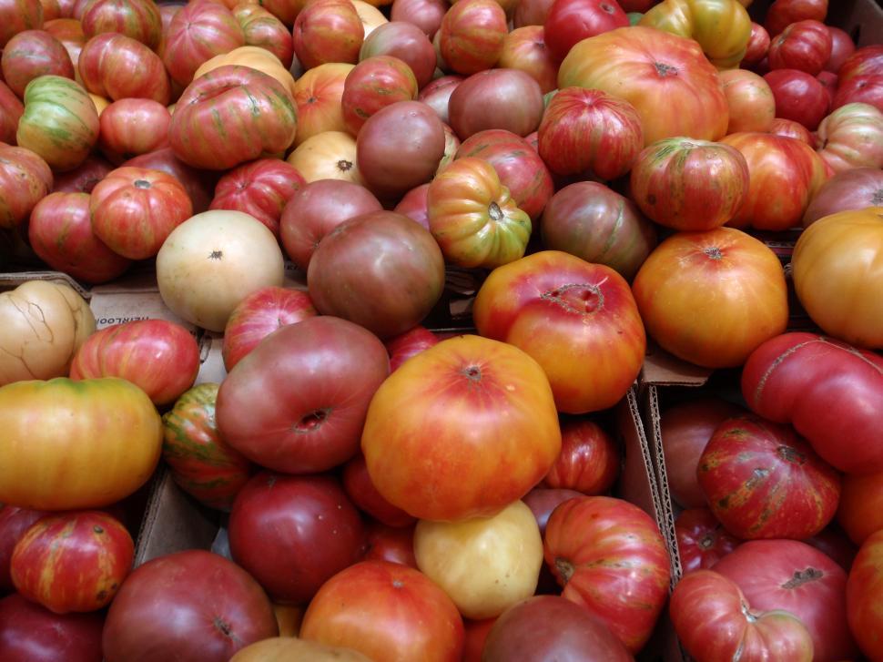 Free Image of Bunch of multi-colored hierloom Tomatos of all sizes 