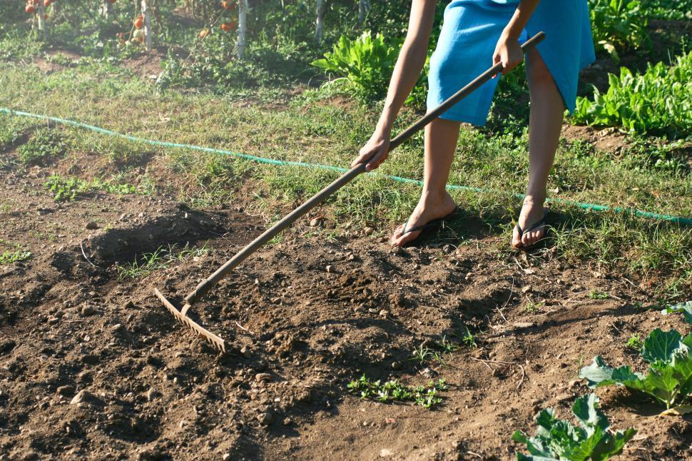 Free Image of A woman raking the soil in the garden 