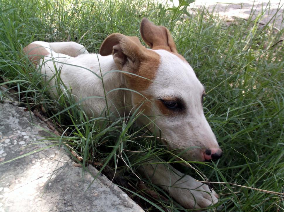 Free Image of Cute Doggy  