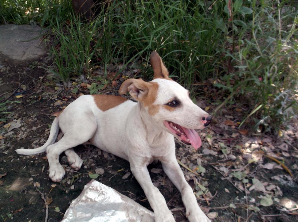 Free Image of Cute Doggy2  