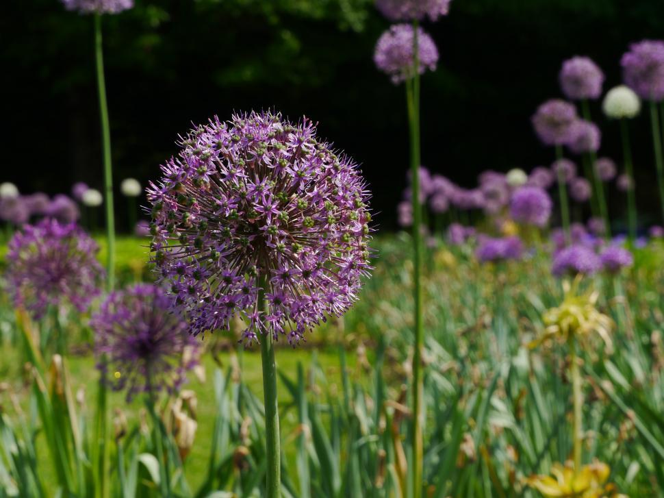 Free Image of One Allium Flower 