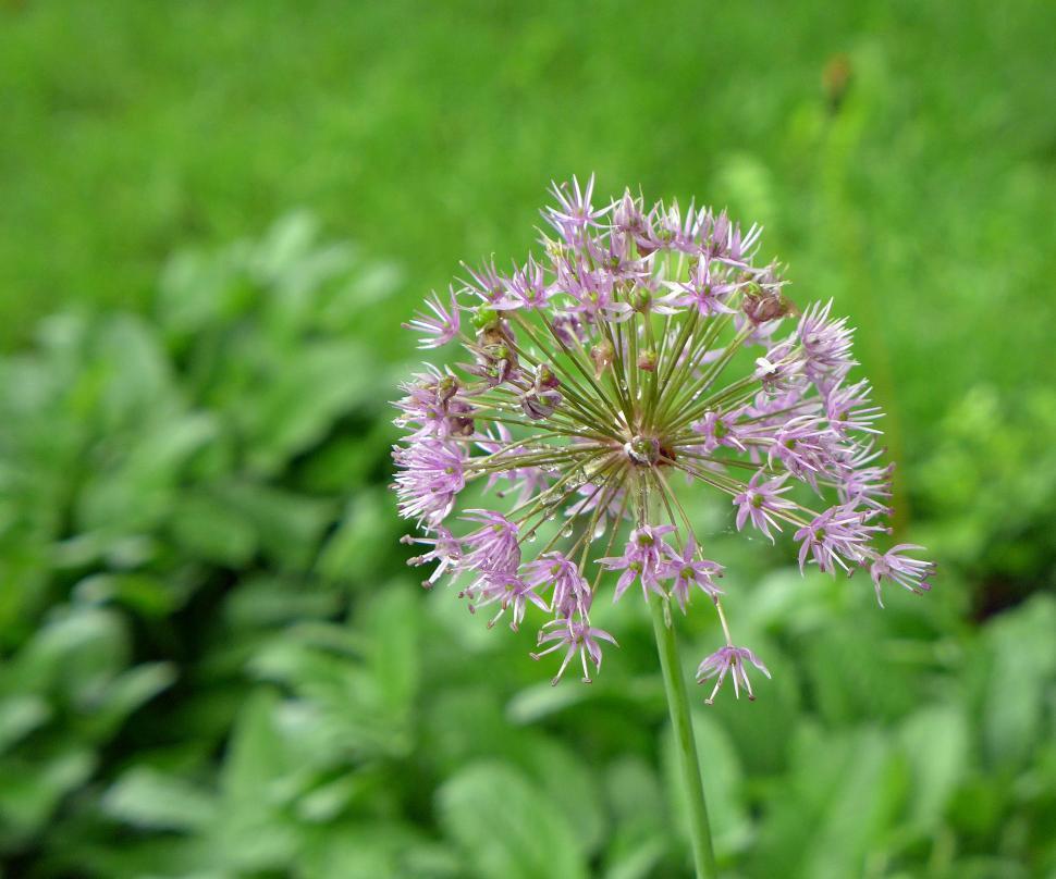 Free Image of Pink Allium Flower - Single 
