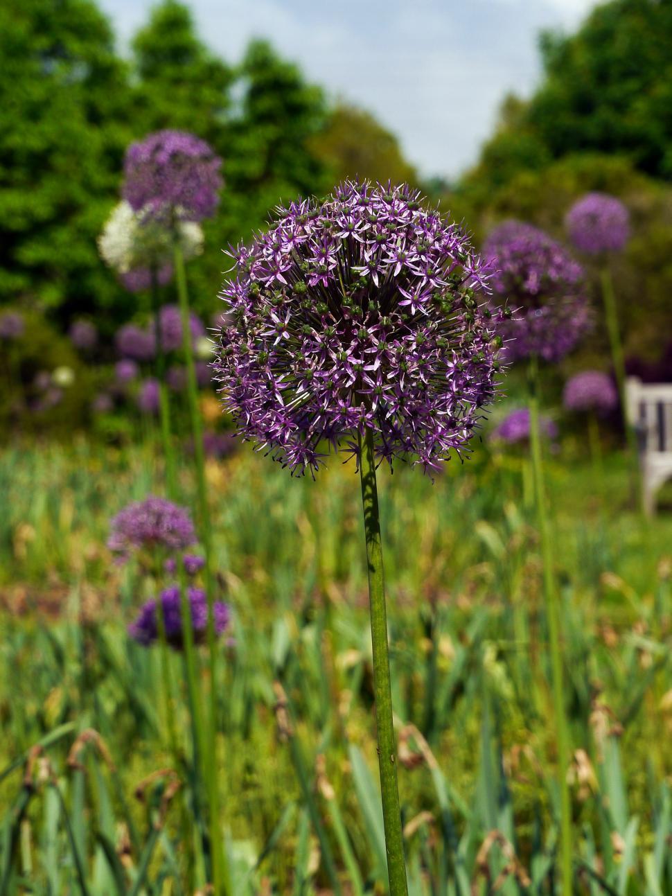 Free Image of Purple Allium Flowers 