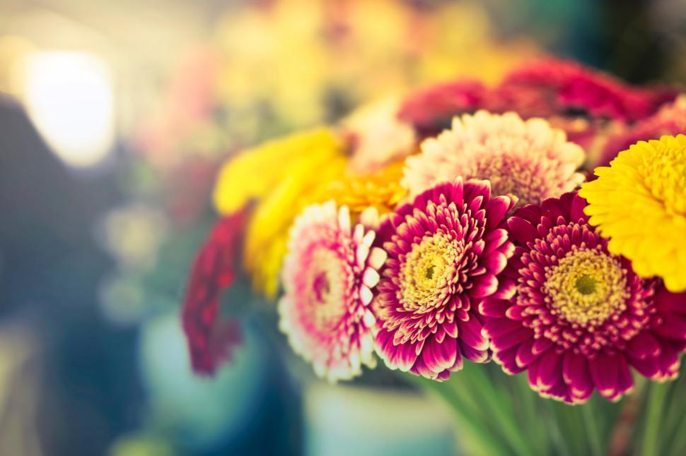 Free Image of Flowers with bokeh background 