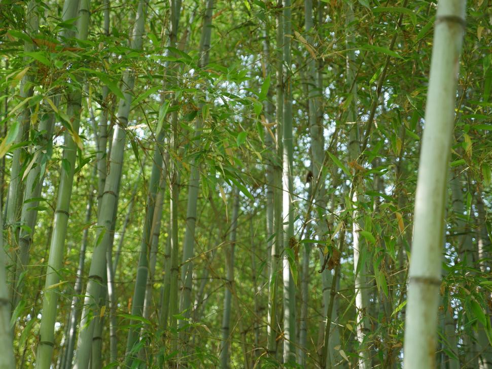 Free Image of Cane forest  