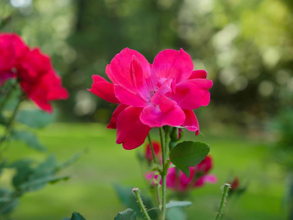 Free Image of Pink Rose 