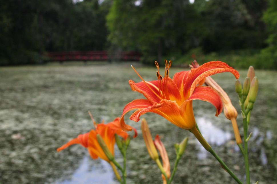 Free Image of Close-Up of Flower by Water Body 