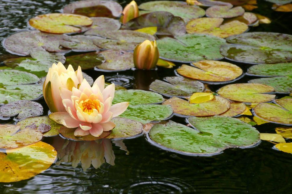 Free Image of Water Lily Flowers and Lily Pads 