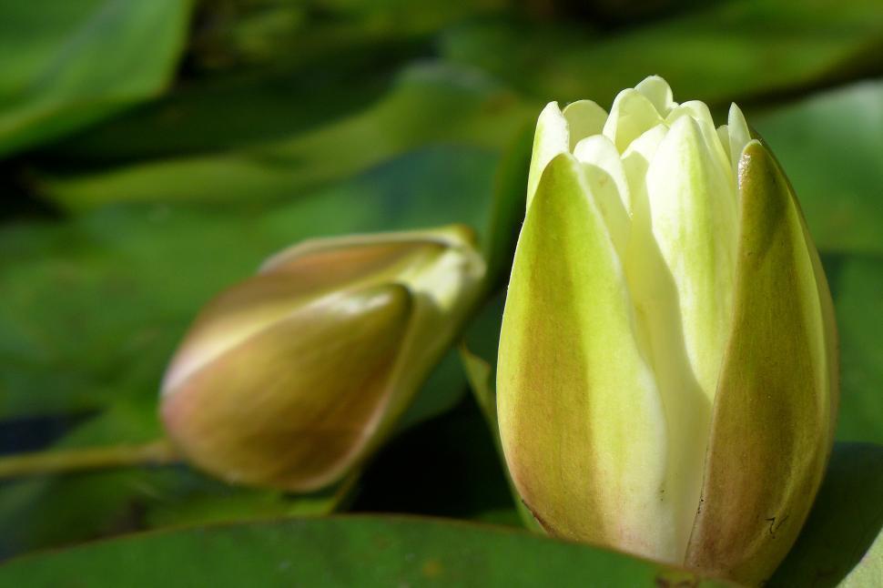 Free Image of Water Lily Flower Buds Partially Open 
