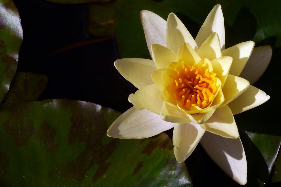 Free Image of Water Lily Flower 