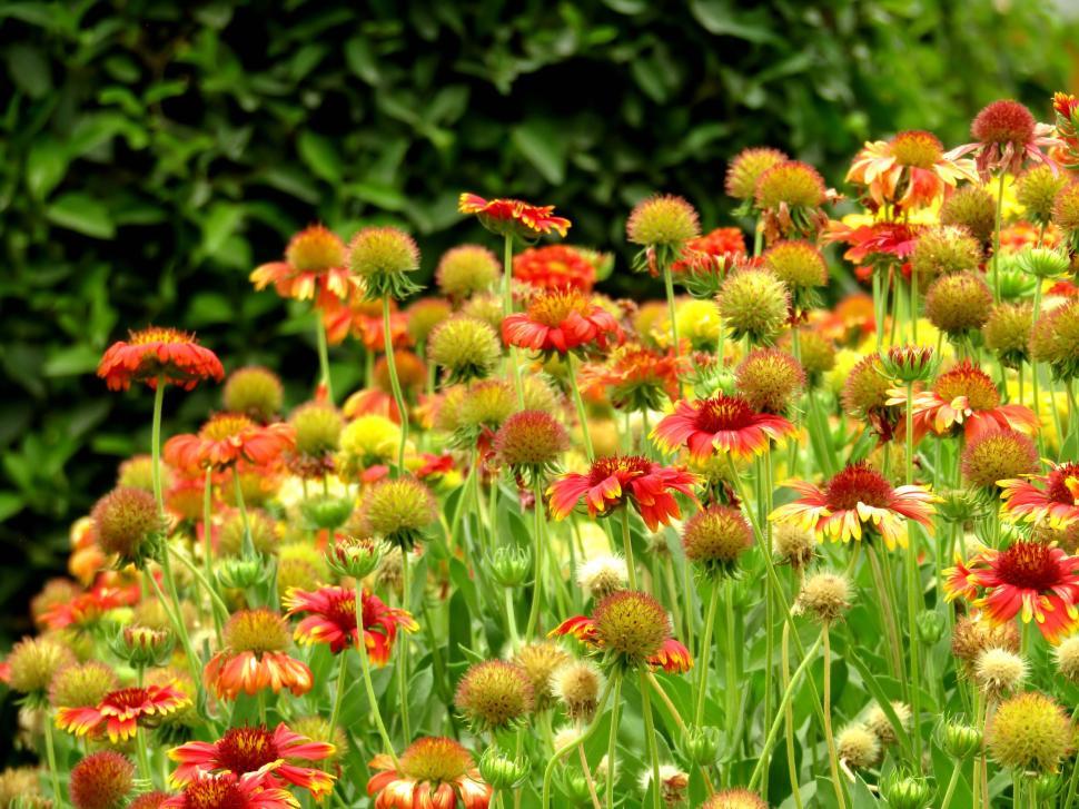 Free Image of Field of Evergreen colorful small flowers  