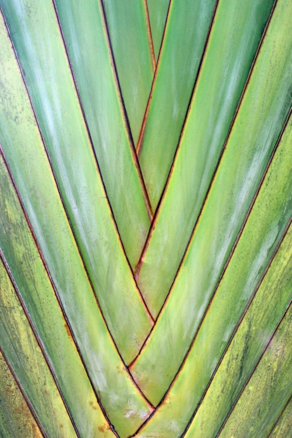 Free Image of Green Tropical Palm Tree Diagonal Pattern Background  