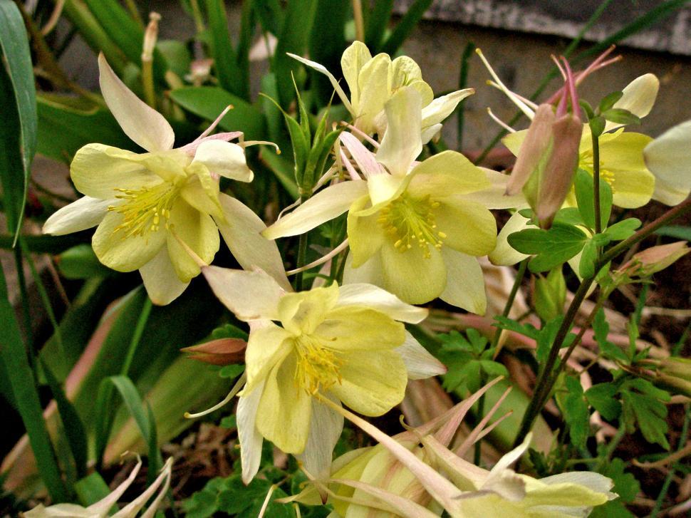 Free Image of Columbine  