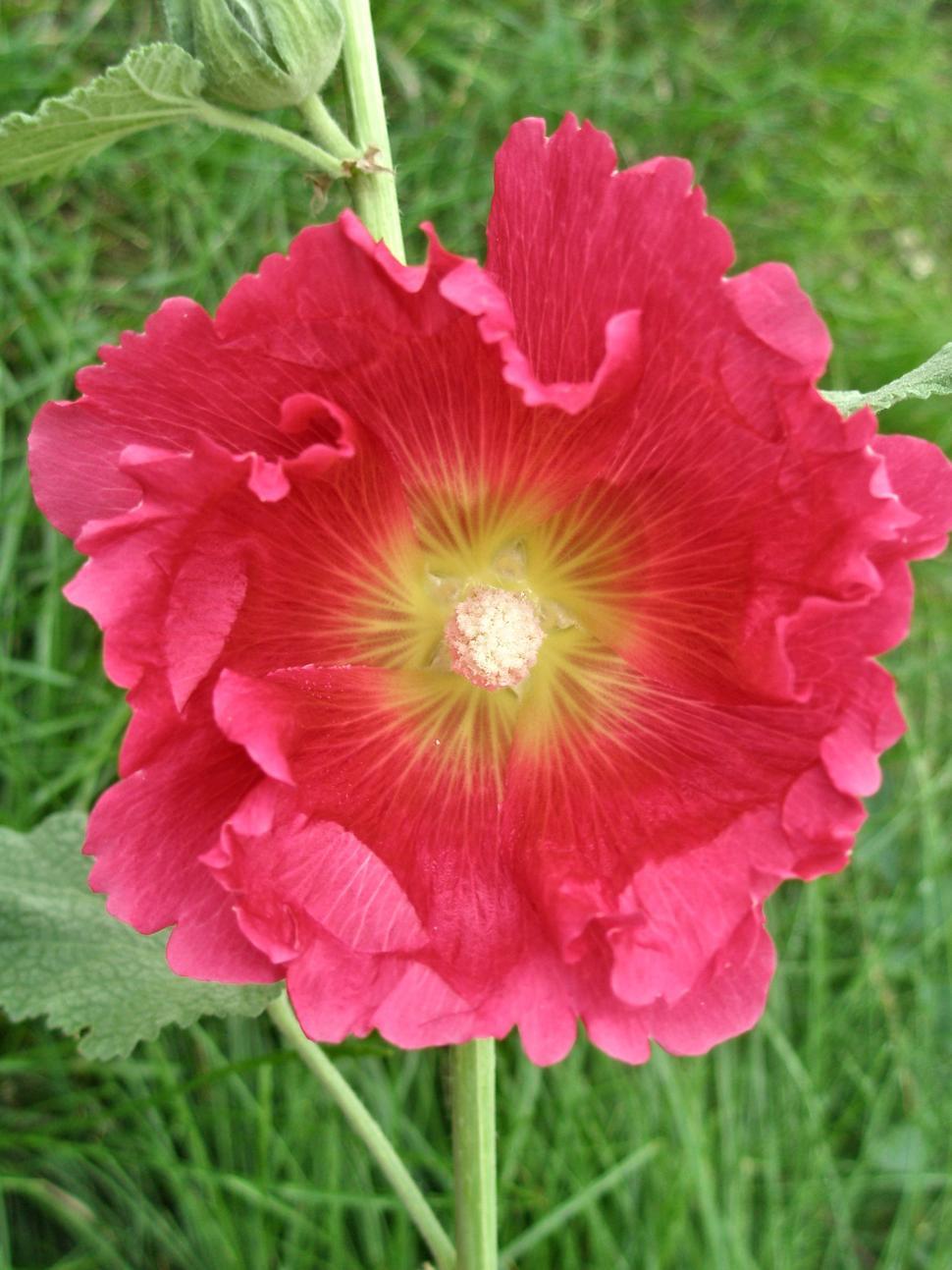 Free Image of Dark Pink Hollyhock  