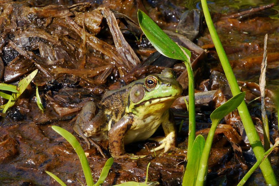 Free Image of Green Frog On Dead Brown Leaves 