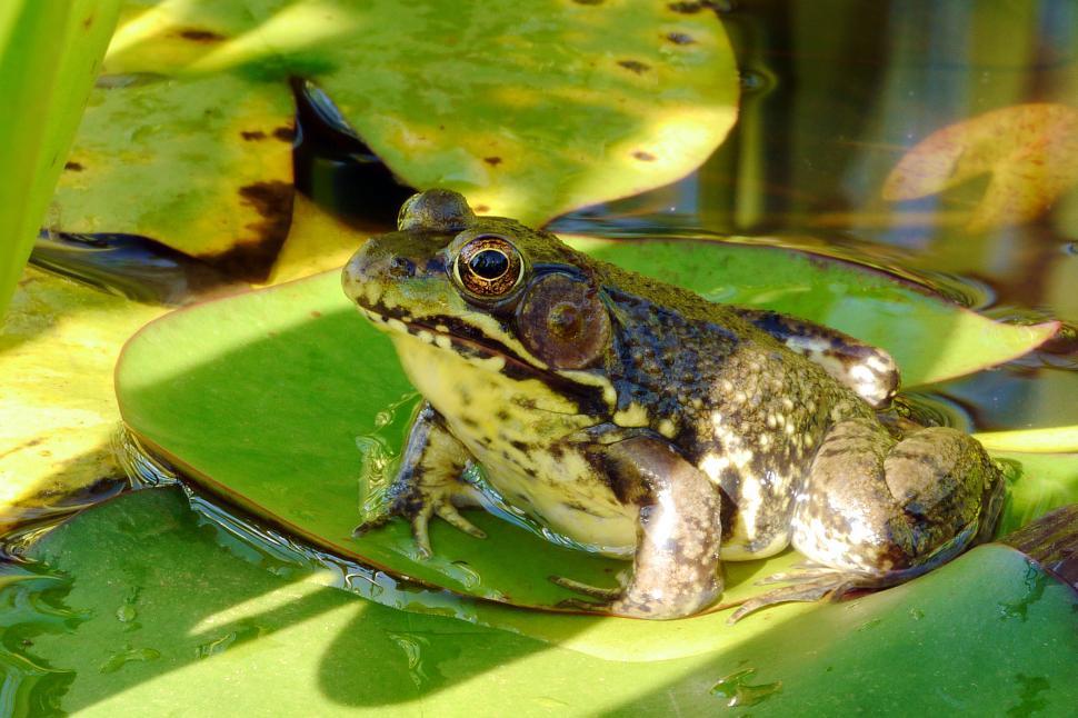 Free Image of Green Frog On Pond Lily Pad Leaf 