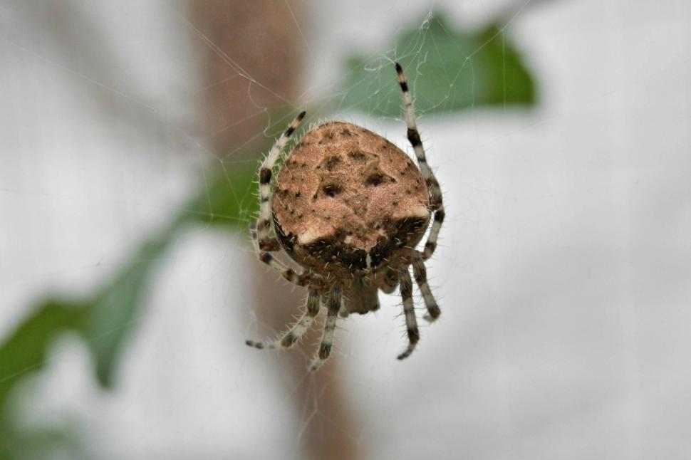 Free Image of Cat face spider - Araneus gemmoides 