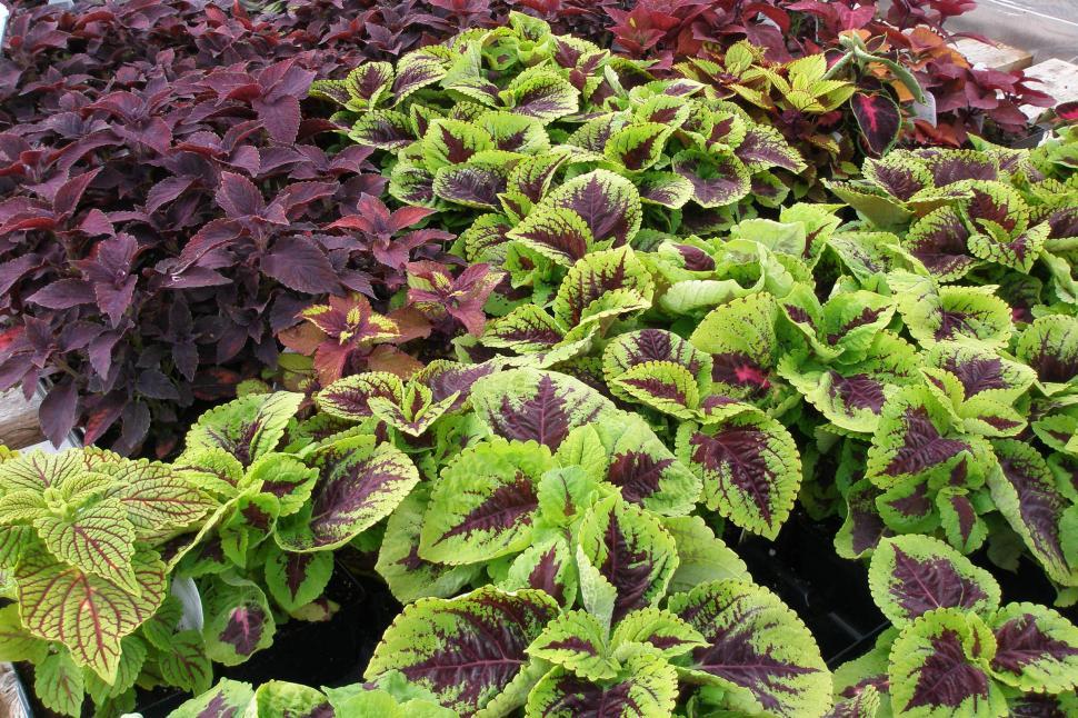 Free Image of Coleus 