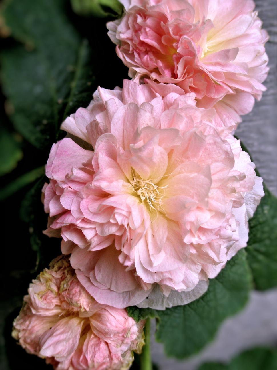 Free Image of Peaches 'n Dreams Hollyhock 