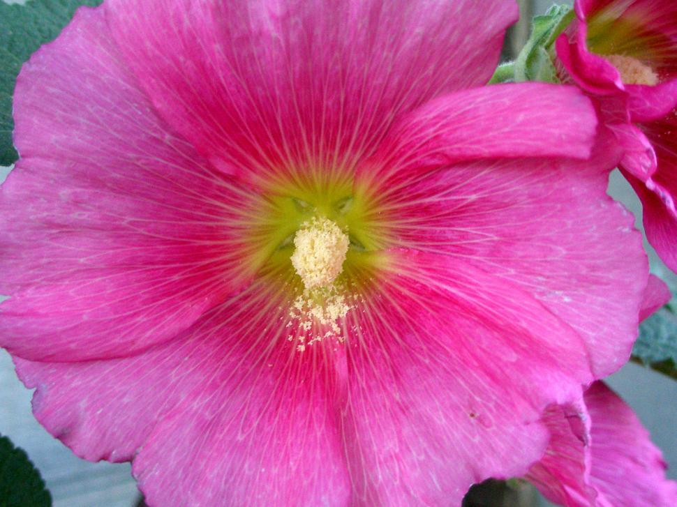 Free Image of Pink Hollyhock 