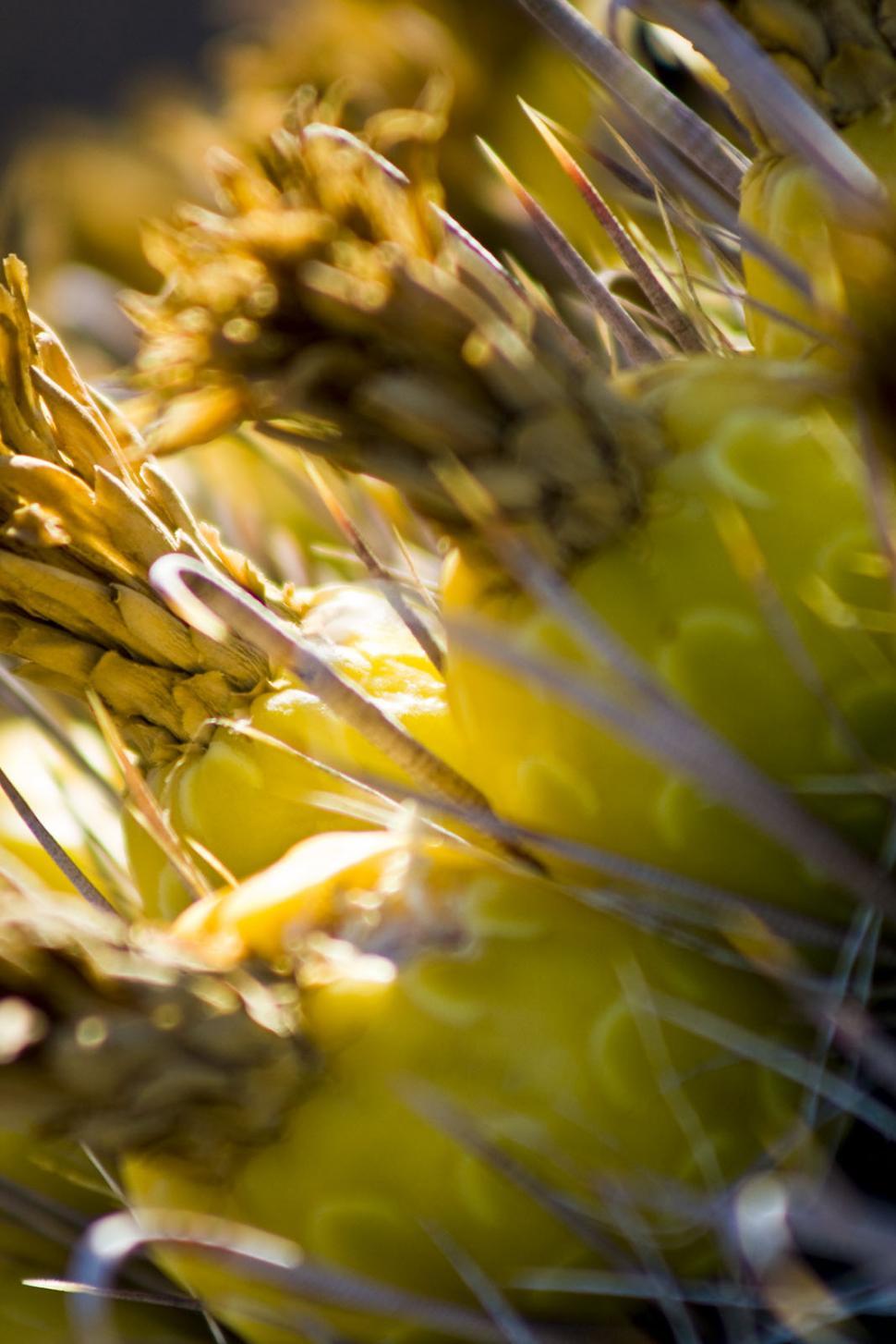 Free Image of A Close Up of a Bunch of Bananas 