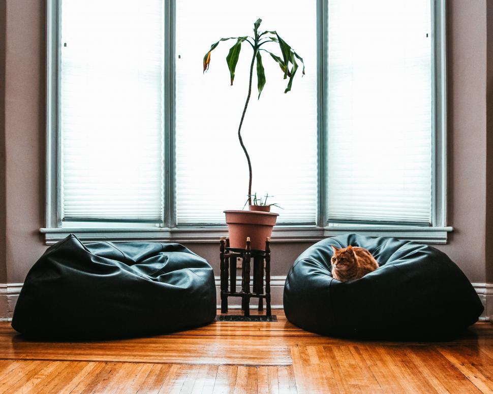 Free Image of A cat sitting on bean bag 
