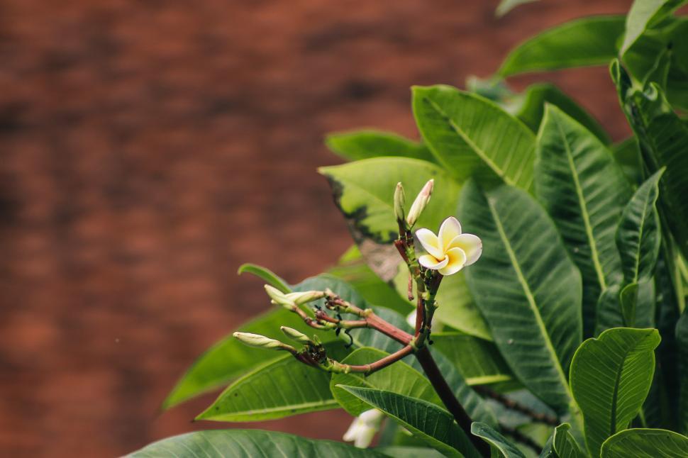 Free Image of A delicate Plumeria flower 