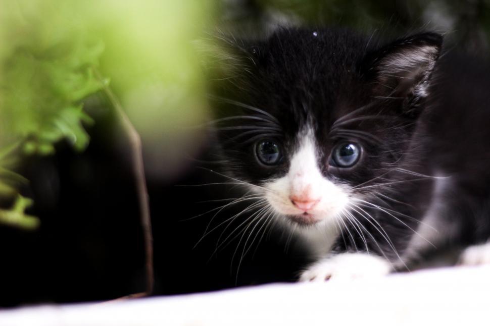 Free Image of Curious cat posing in the garden 